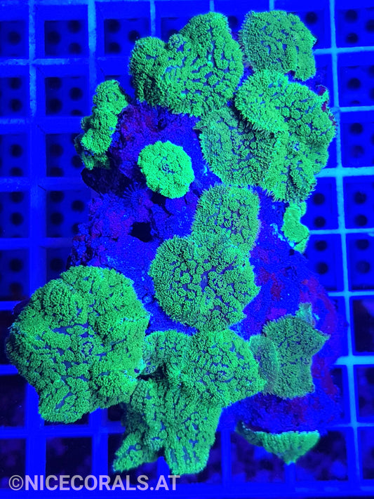 Rhodactis