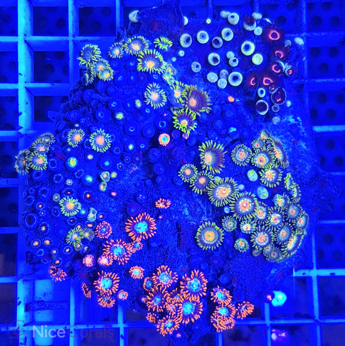 Zoanthus Mix
