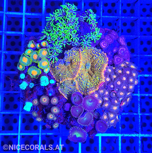 Zoanthus Mix