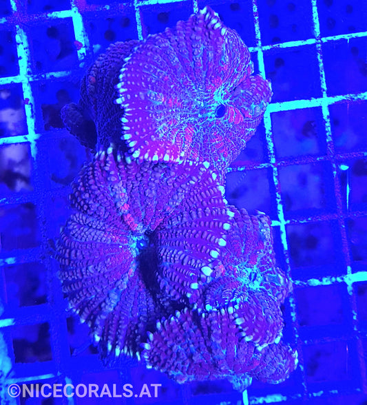 Rhodactis