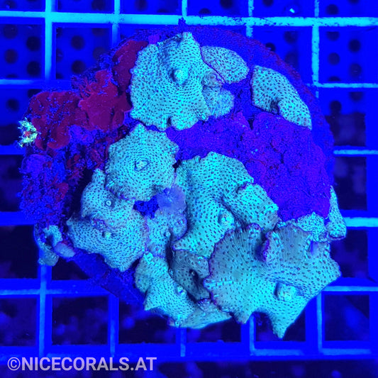 Discosoma