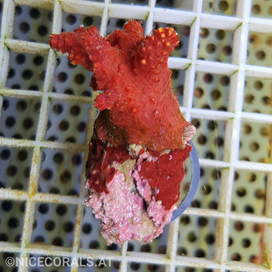 Rote Meerhand