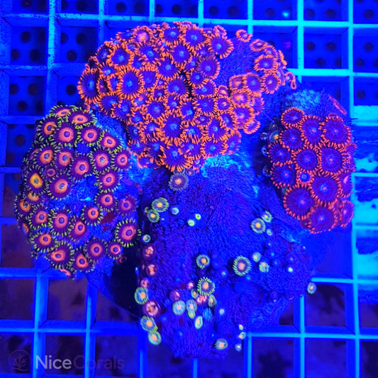 Zoanthus Mix