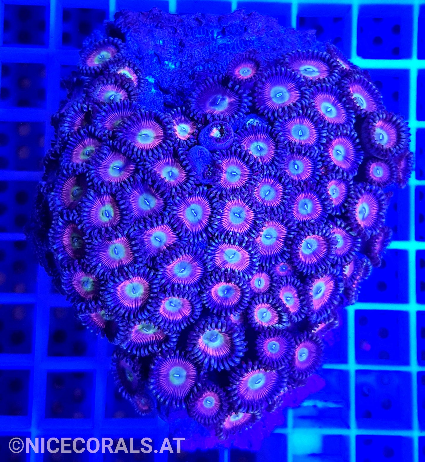 Zoanthus