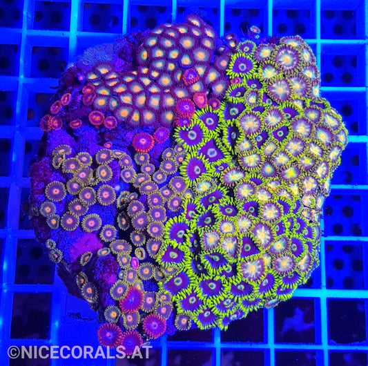 Zoanthus Mix