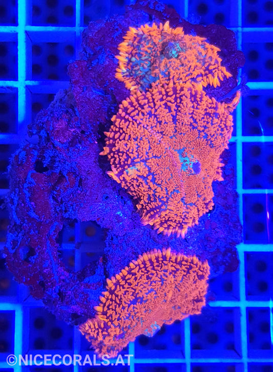 Rhodactis