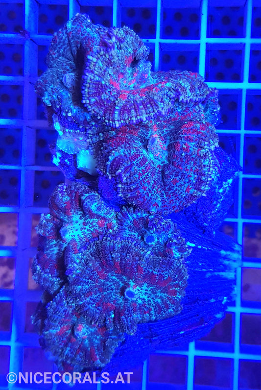 Rhodactis