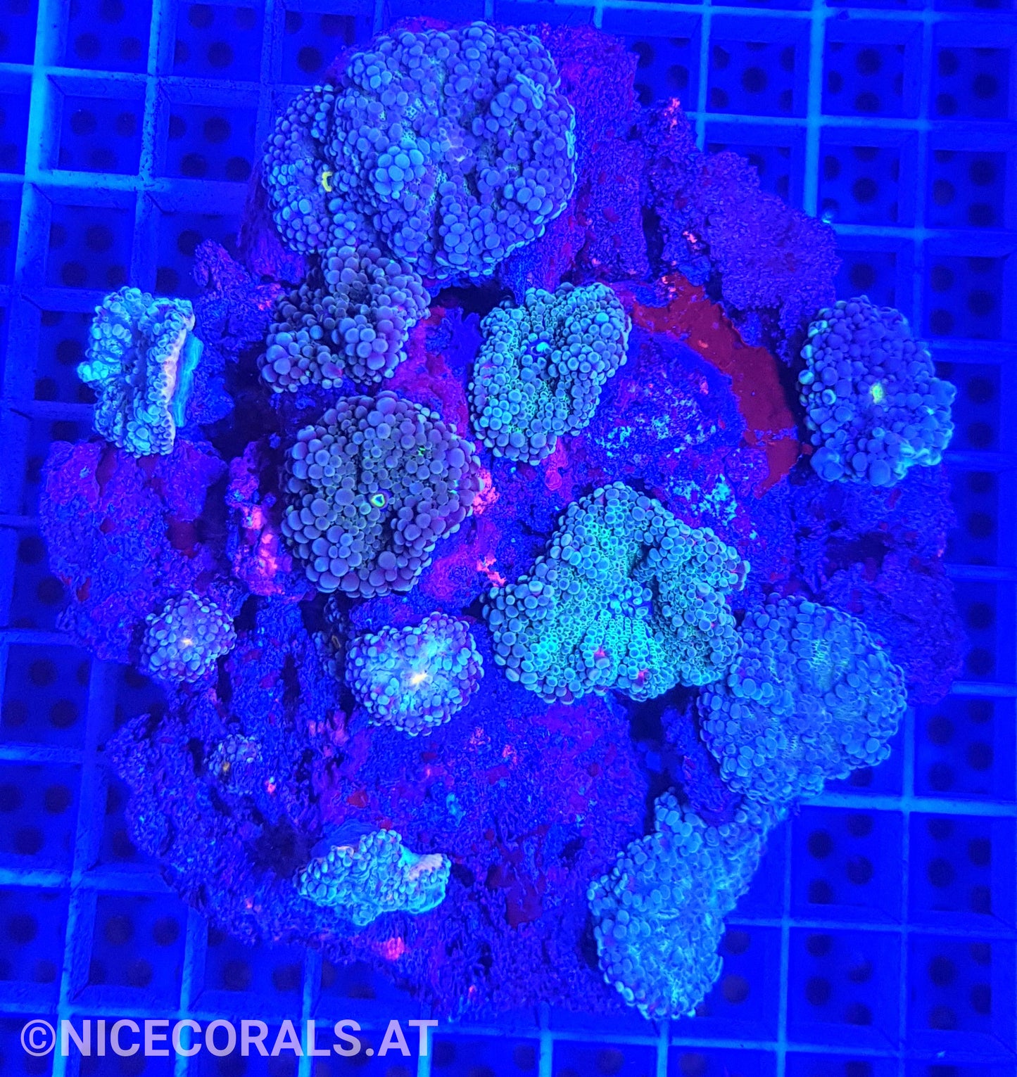 Ricordea Mix