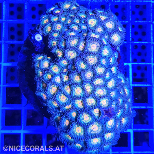 Zoanthus