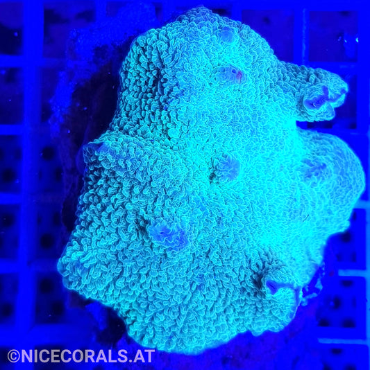 Discosoma