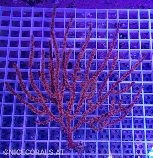 Menella sp. | Rot-Gelbe Gorgonie