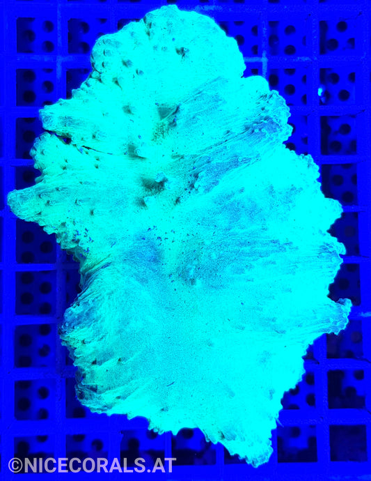 Sinularia Metallic Green