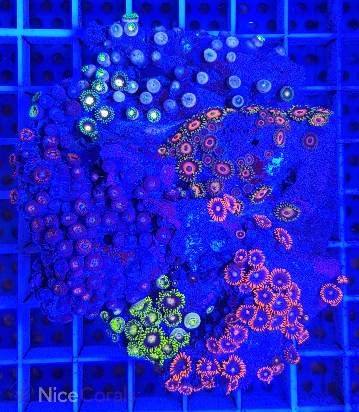 Zoanthus Mix