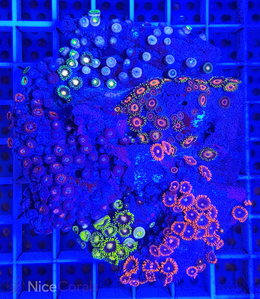 Zoanthus Mix