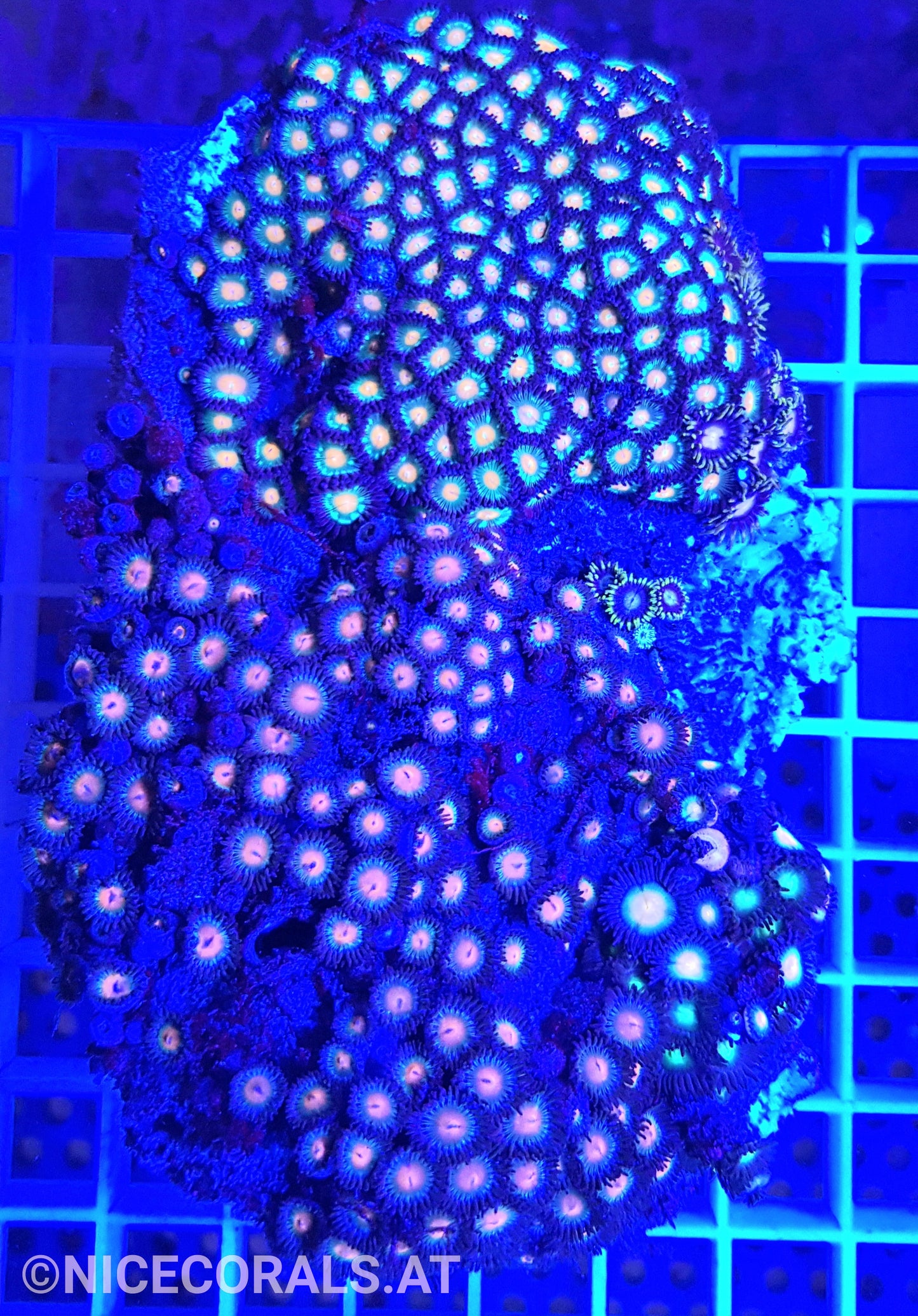 Zoanthus