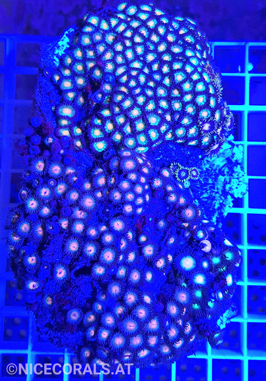 Zoanthus
