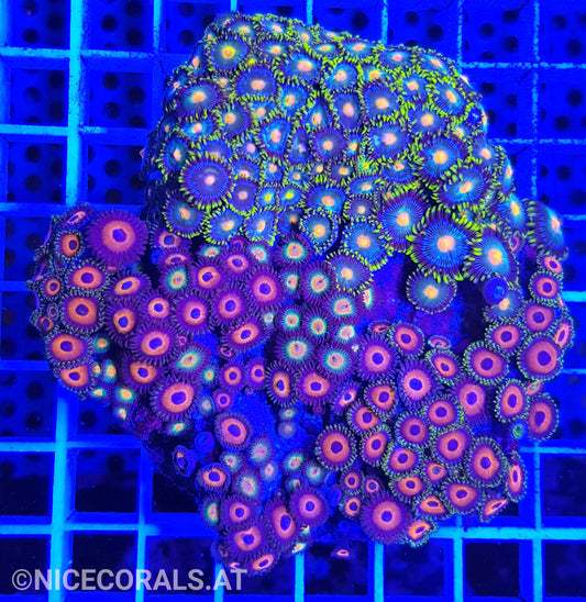 Zoanthus Mix