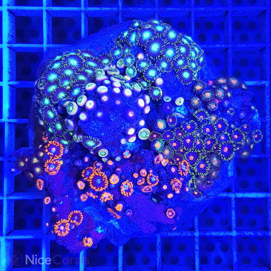 Zoanthus Mix