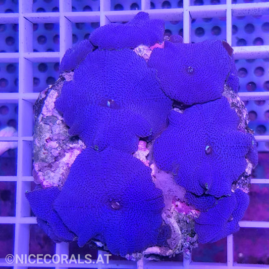Discosoma blue