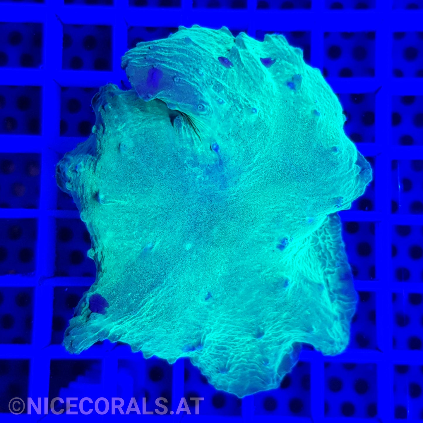 Sinularia Metallic Green