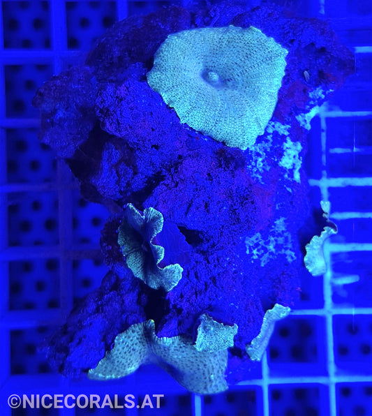 Discosoma