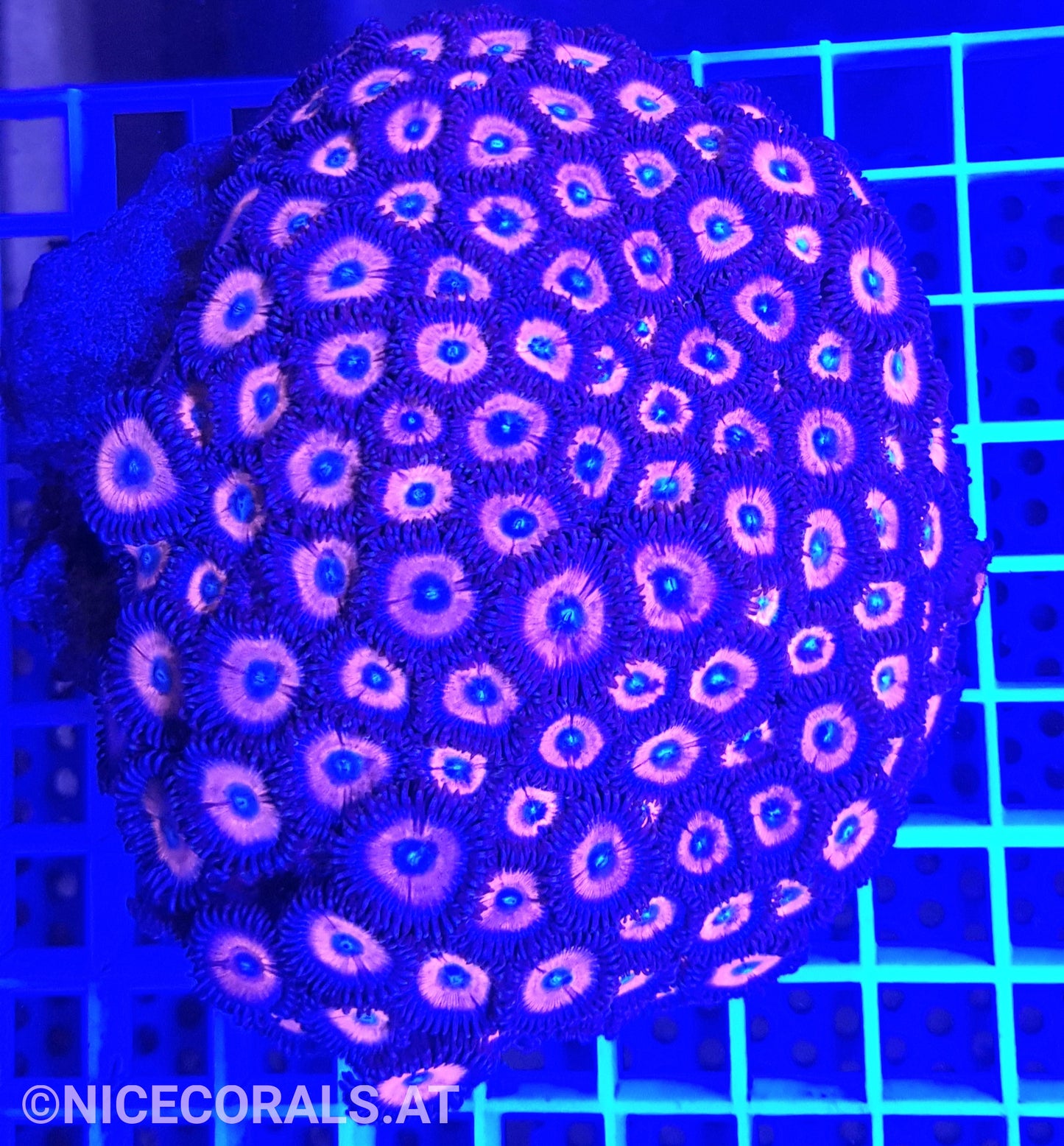 Zoanthus