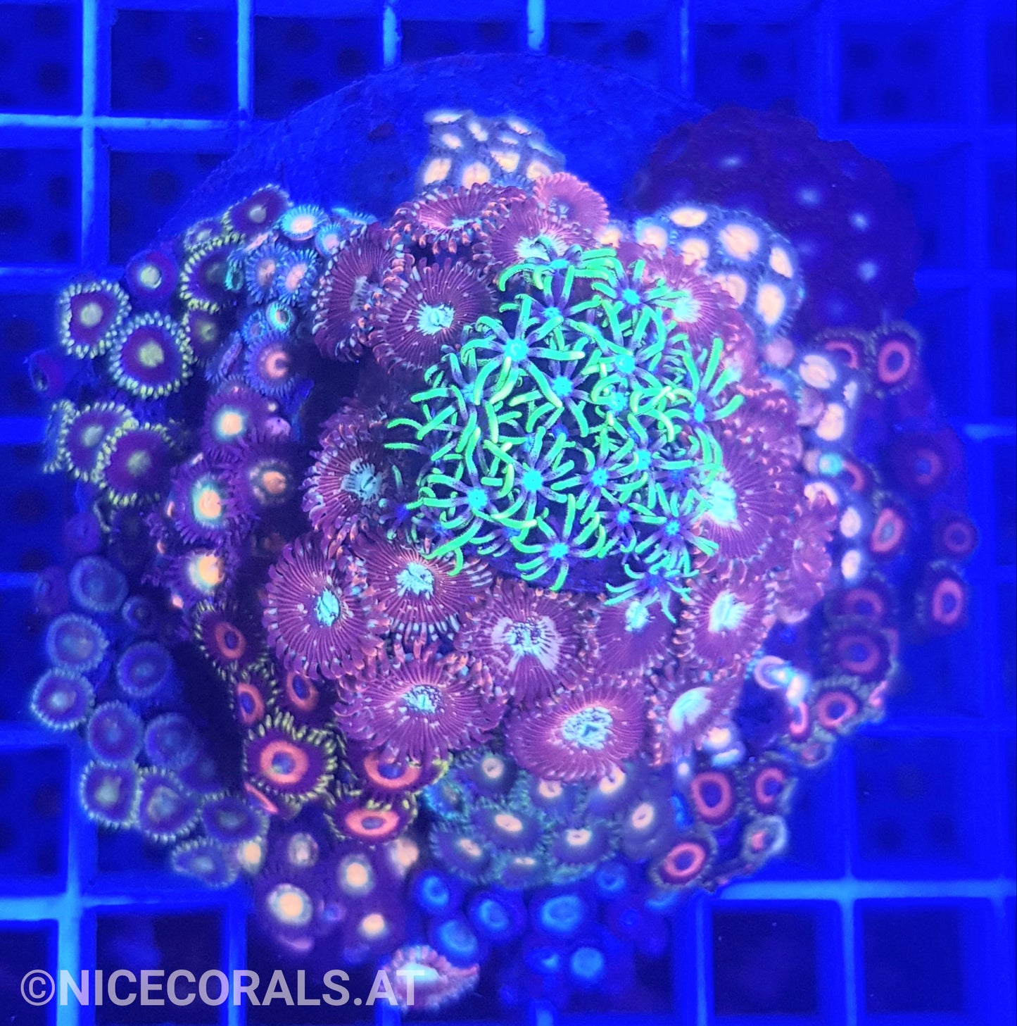 Zoanthus Mix