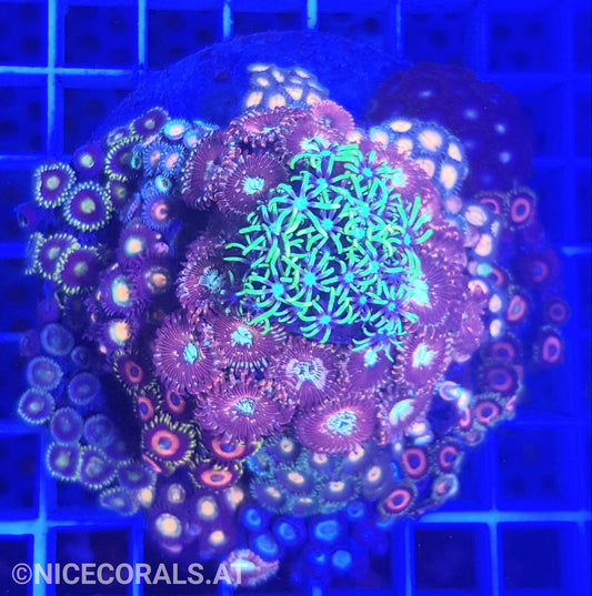 Zoanthus Mix