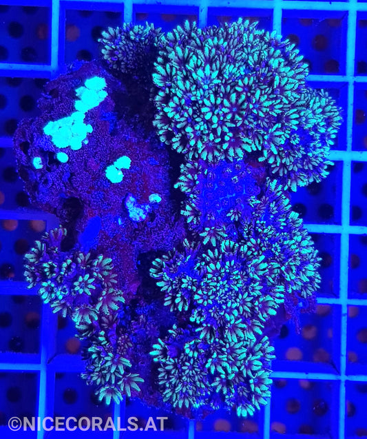 Alcyonium verseveldti