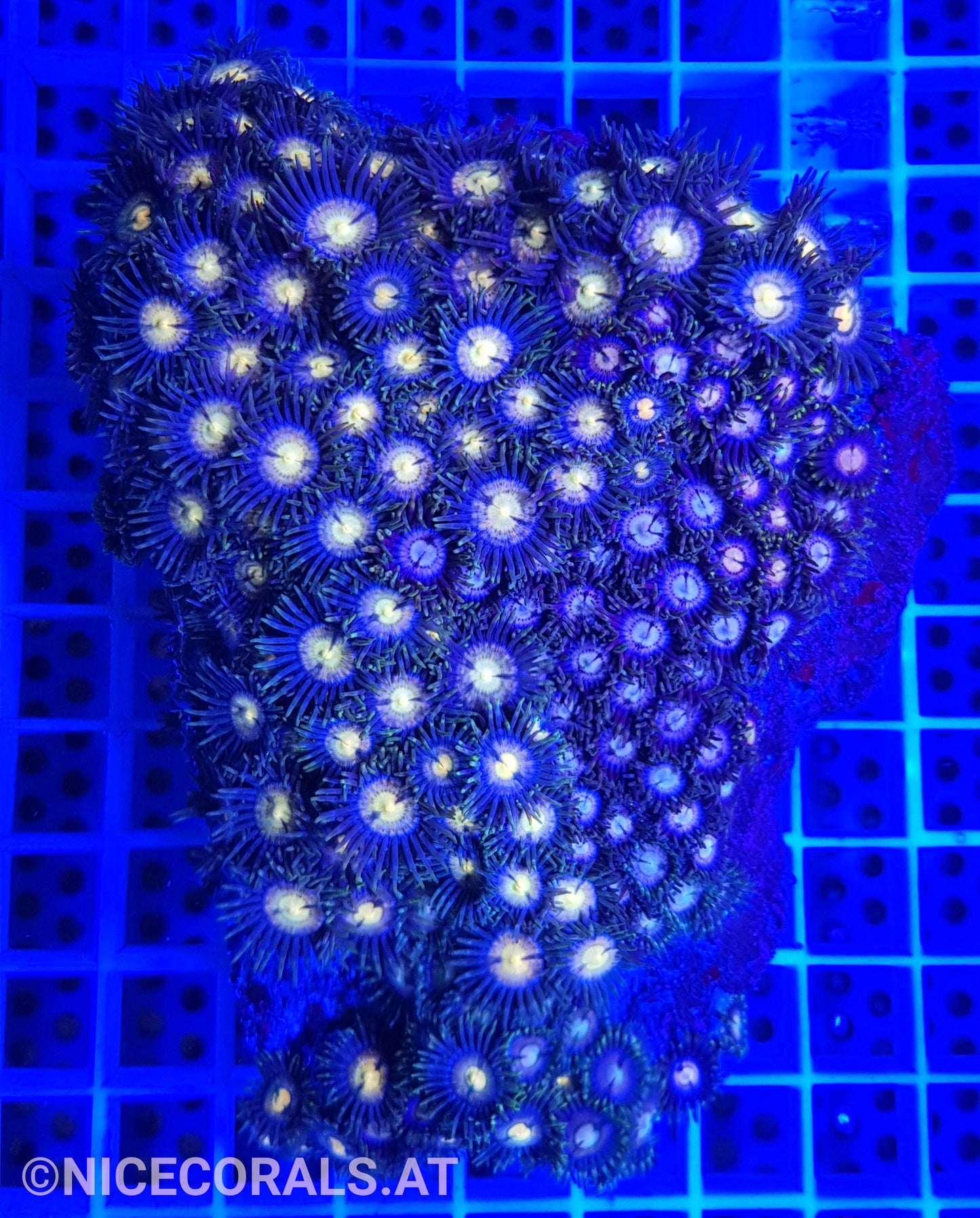 Zoanthus