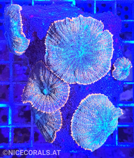 Rhodactis