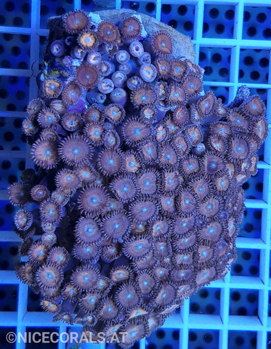 Zoanthus