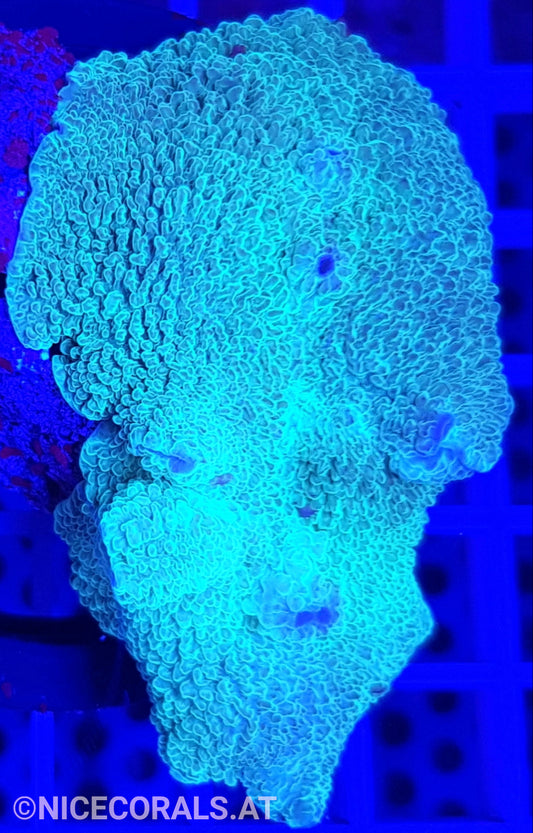 Discosoma