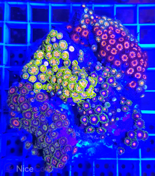Zoanthus Mix