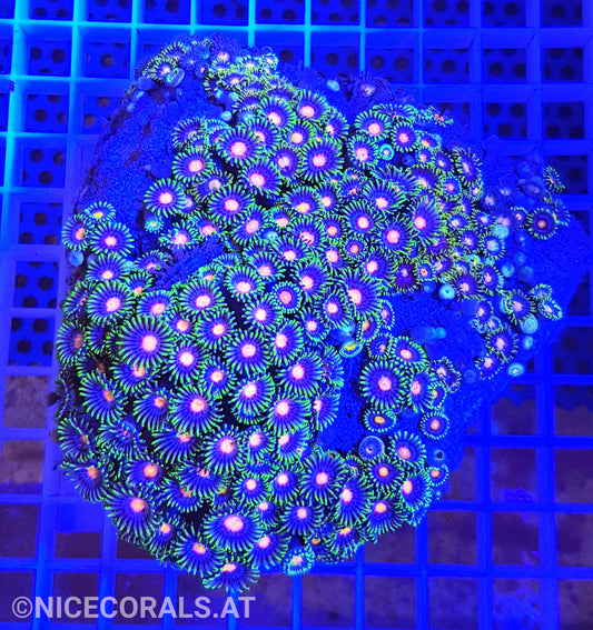 Zoanthus