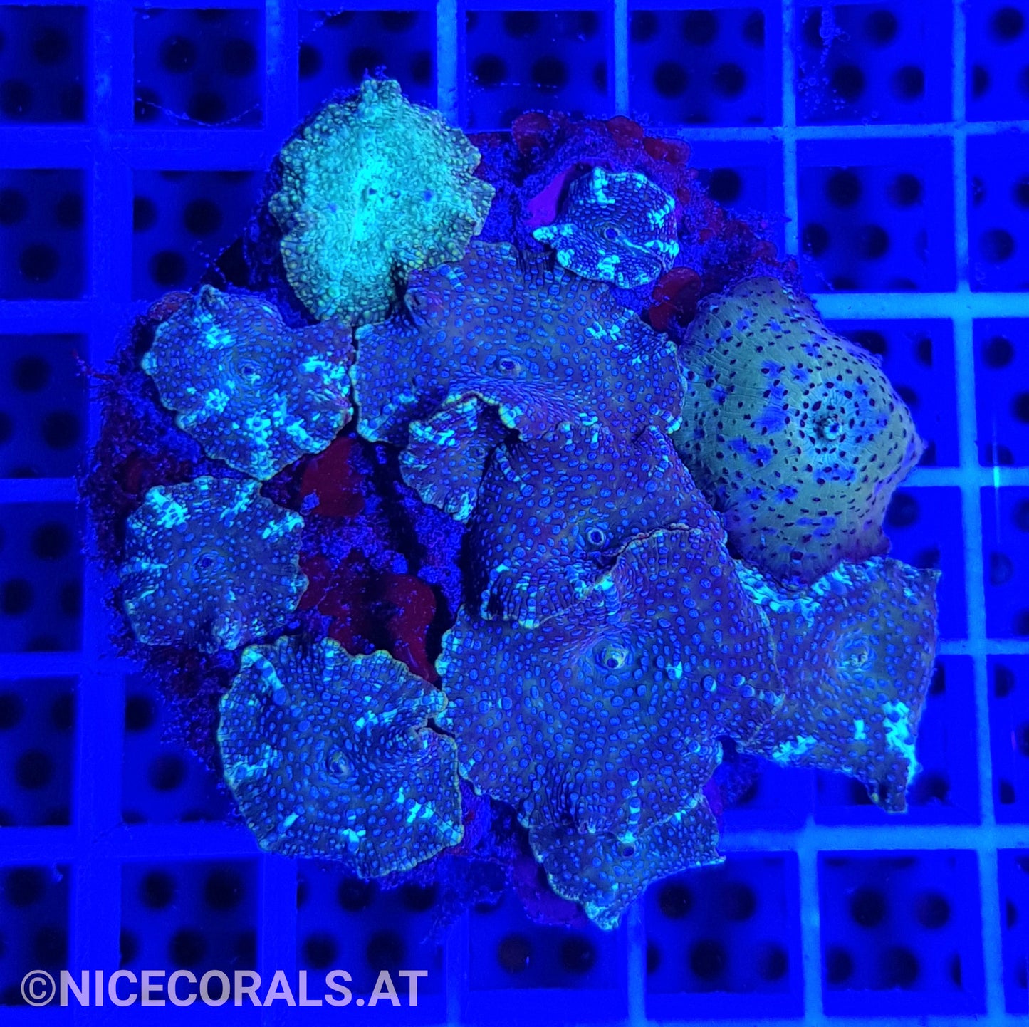 Discosoma Mix