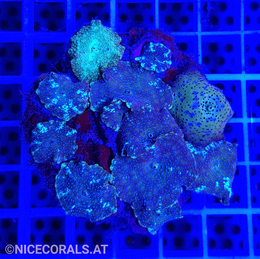 Discosoma Mix