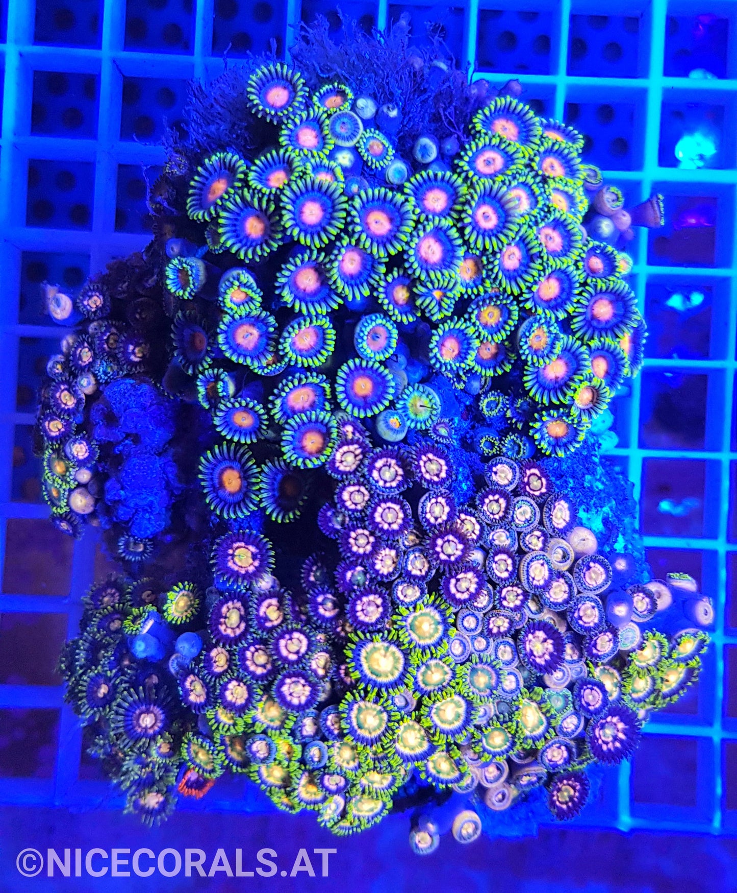 Zoanthus