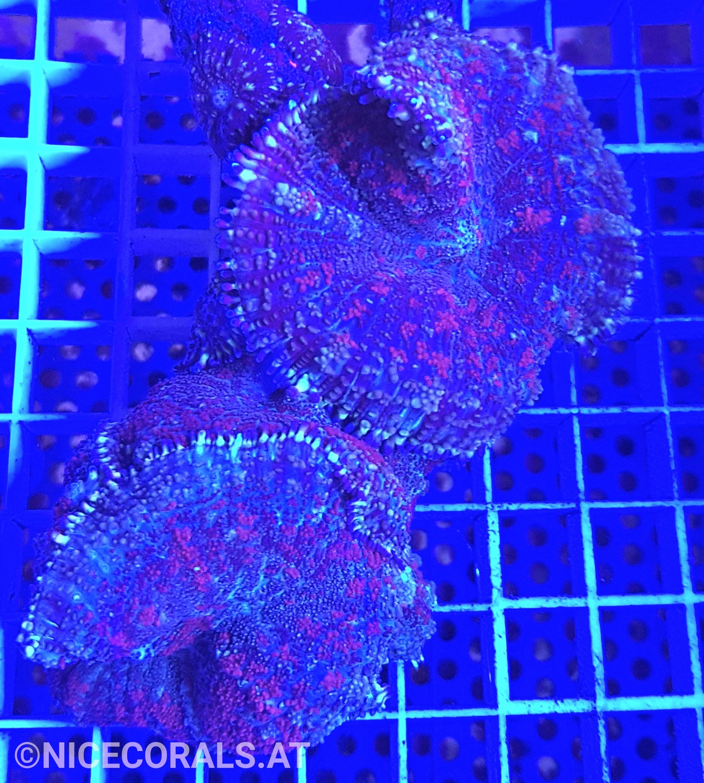 Rhodactis