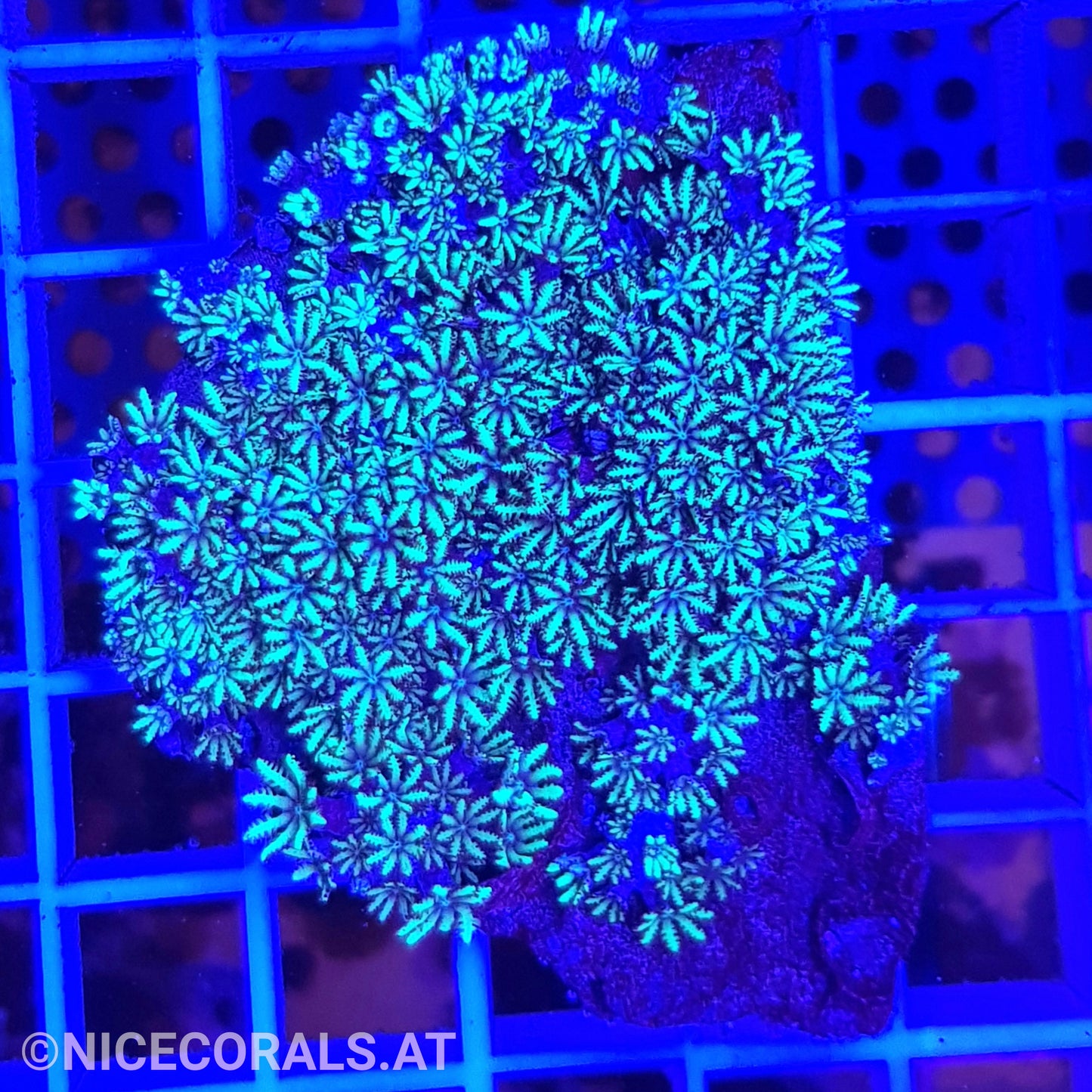 Alcyonium verseveldti