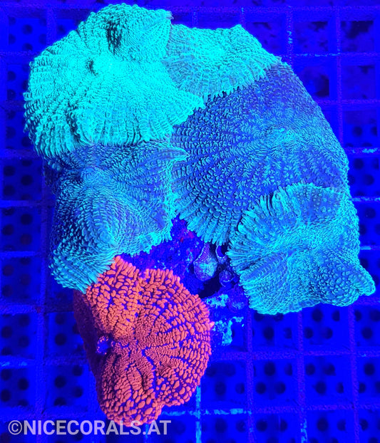 Rhodactis