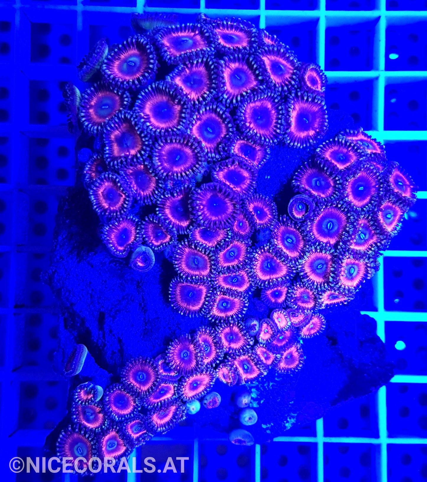 Zoanthus