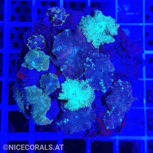 Discosoma Mix