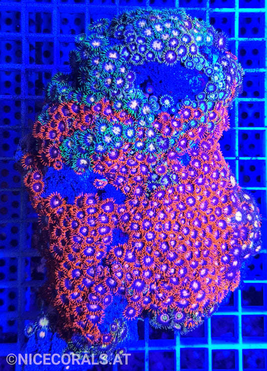 Zoanthus