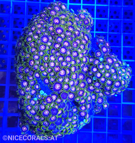 Zoanthus