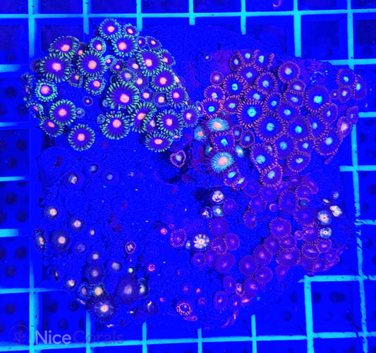 Zoanthus Mix