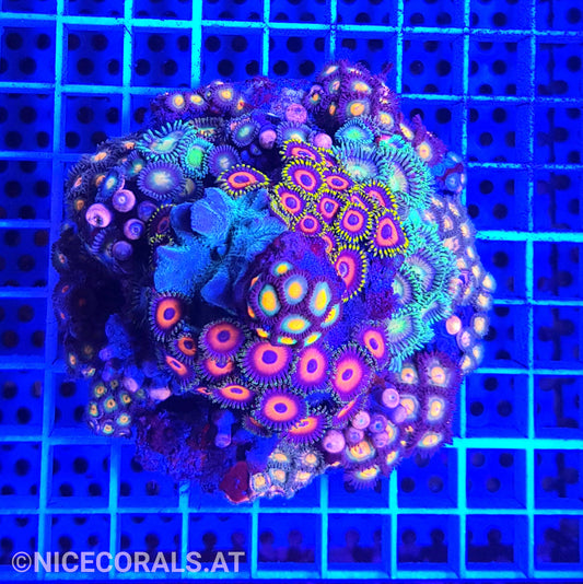 Zoanthus Mix