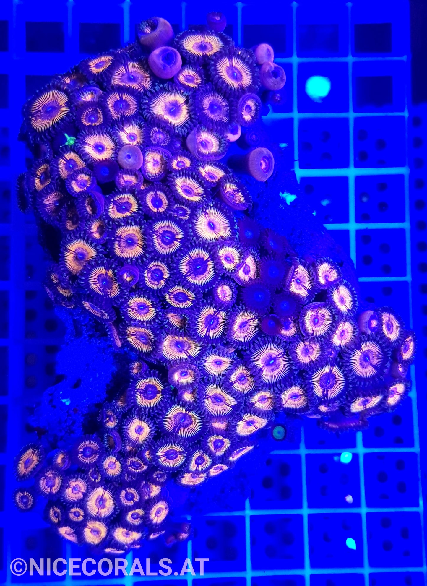 Zoanthus