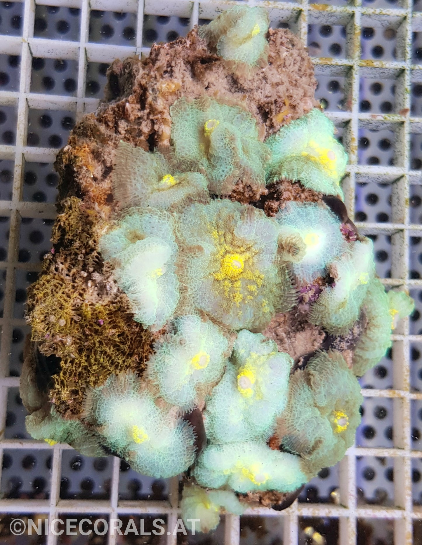 Rhodactis Multicolor