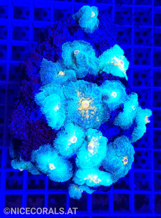 Rhodactis Multicolor